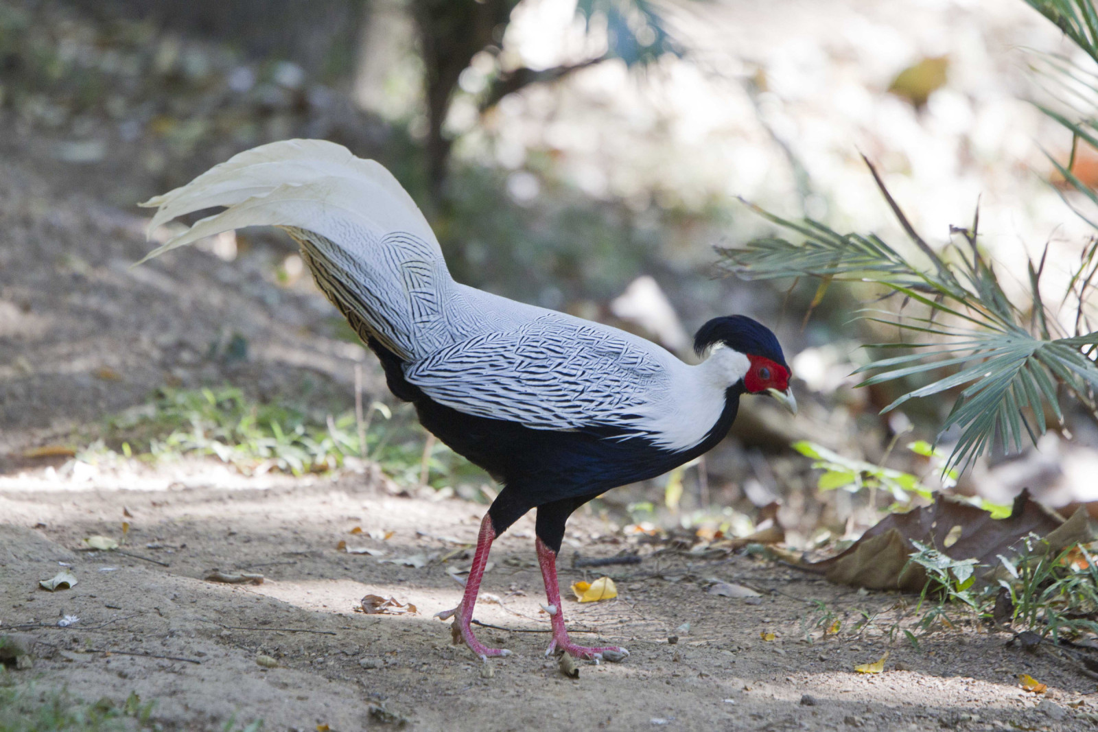 image Silver Pheasant